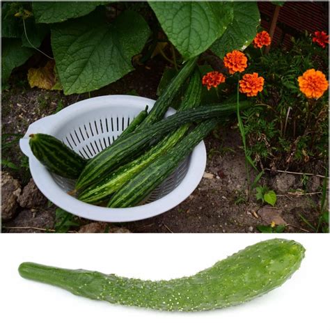 Buy Cucumber Suyo Long Seeds Online Happy Valley Seeds