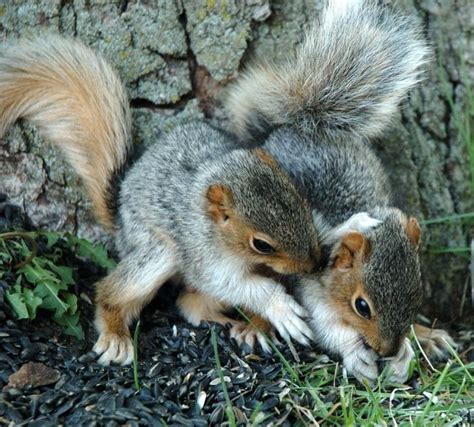 Untuk mencegah kepupusan ini daripada terus berlaku, manusia memainkan peranan yang penting dalam menjayakan kegiatan ini. 56+ Populer Gambar Flora Dan Fauna Negara Singapura