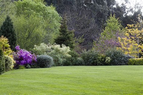 Colorado Landscaping Plants Trees And Shrubs For Your Lawn And Garden