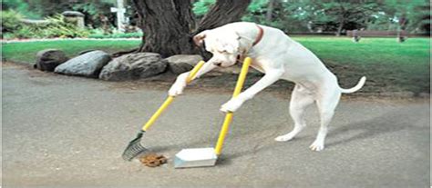 Dog Waste And Pet Waste Clean Up Service In Basildon Pitsea Langdon