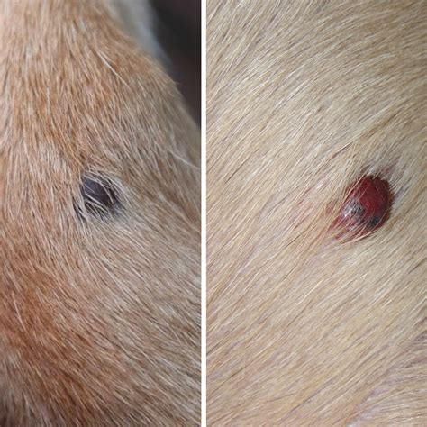 How Can I Tell If My Dog Has Skin Cancer