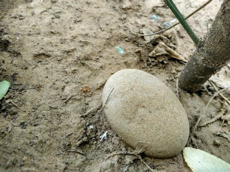 Premium Photo Close Up Of Rock