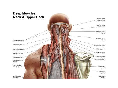 The upper back is a complex area containing a number of muscles that perform various actions on the scapulae (shoulder blades) and humerus. Human Anatomy Showing Deep Muscles in the Neck and Upper ...