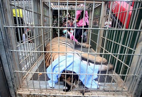 Thai Officials Discover 40 Dead Tiger Cubs In Freezer At Controversial