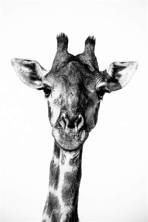 Giraffe Fine Art Photography Wildlife Art Modern Wall Art Black And