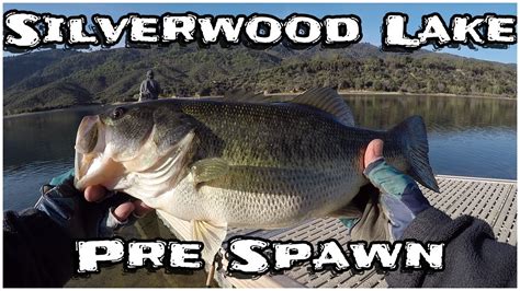 Pre Spawn Largemouth Bass Silverwood Lake Youtube