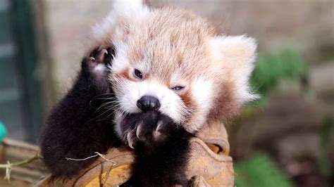 Cute Red Panda Cub During Vet Check At Paradise Park In Cornwall Youtube