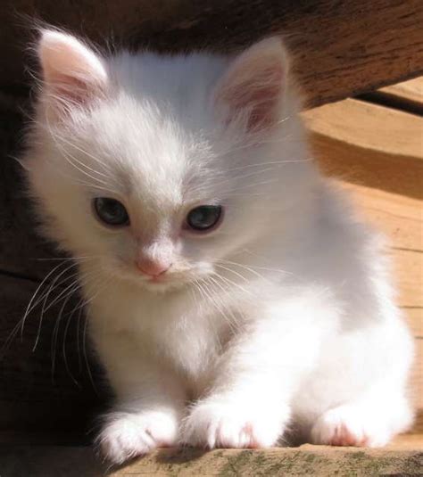 Munchkin Cat White Cats Blog
