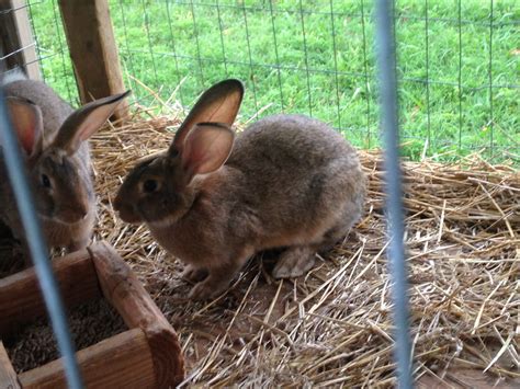 Flemish Giant Rabbits For Sale | Smithville, TN #203525