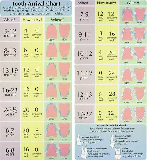 Tooth Eruption Chart Langwinska Dentistry