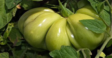 How To Grow Beefsteak Tomatoes Giy Plants