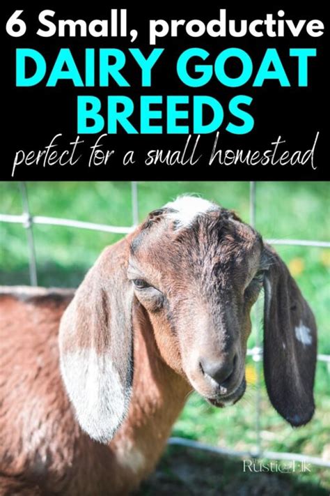 The Best Dairy Goat Breeds For Your Homestead The Rustic Elk