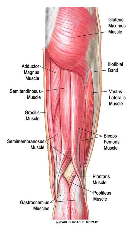 Send me a note if this piques your interest. Yoga Anatomy Glues, Hamstrings, Adductors | Yoga anatomy ...
