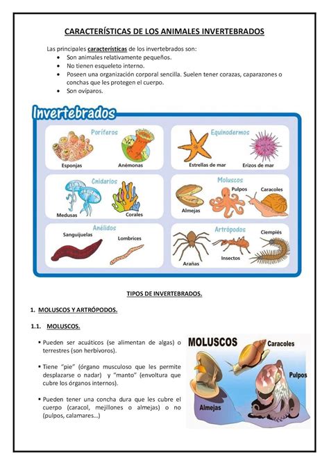 Características De Los Animales Invertebrados | Caracteristicas de los