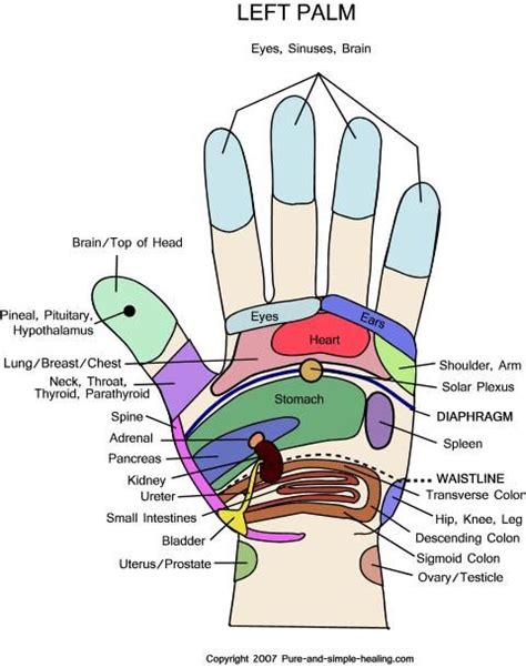 Left Palm Reflexology Chart Hand Reflexology Reflexology Hand