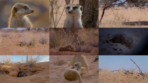Watch Meet The Meerkats Online Free On Tinyzone