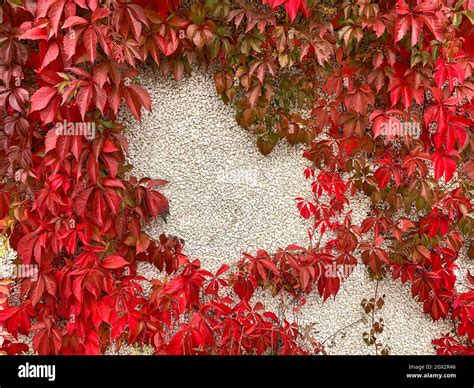 Red Autumn Virginia Leaves Vine Against Stone Wall Stock Photo Alamy