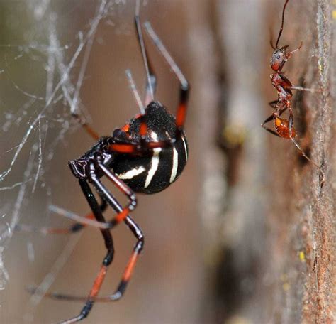 Spiders In Kentucky Know About The 7 Infamous Ones