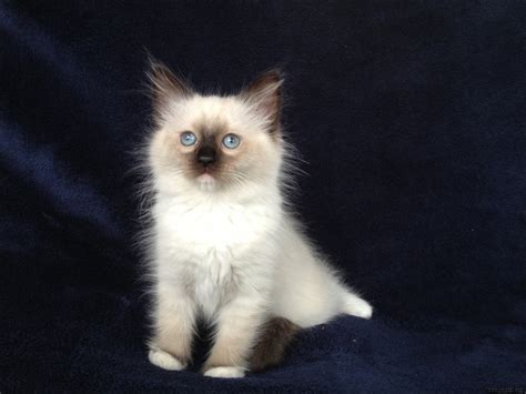 27 Top Photos Seal Point Ragdoll Cat Ragdoll Cat Colors Recognizing