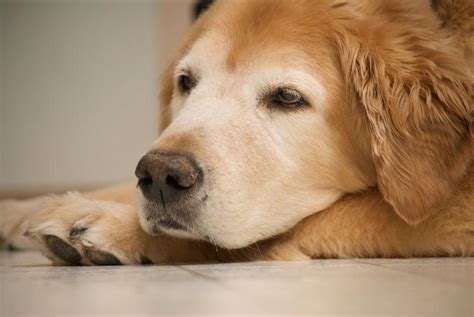 Crusty Dog Nose Lovetoknow Pets