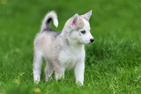 We have found some awesome pics. Cute Little Husky Puppy Picture ... 0262