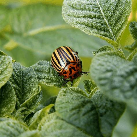 7 Homemade Bug Sprays For Indoor Plants
