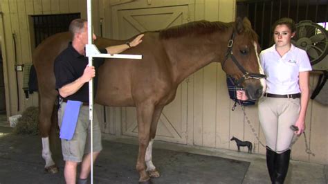 Learn how to accurately measure your height. Measuring Your Horse or Pony - YouTube