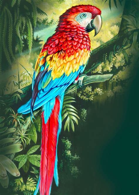 Colourful Acrylic Illustration Of A Rainforest Parrot Poster By Mark
