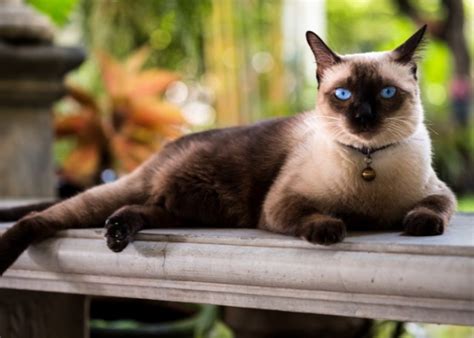 Siamese Cat Breed Characteristics Grooming Tips And Interesting Facts