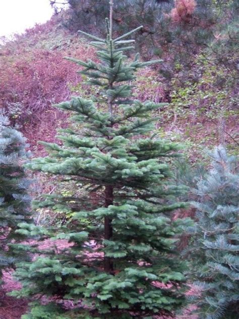 Real noble fir christmas tree with trimmed branches to make. grand fir | Noble fir christmas tree, Live christmas trees ...