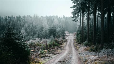 Download Wallpaper 3840x2160 Forest Road Fog Trees Nature 4k Uhd 169 Hd Background