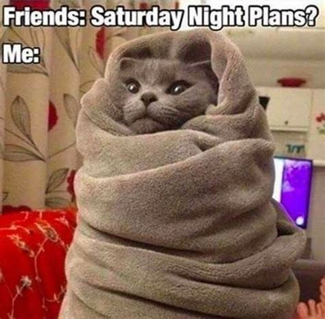 See more ideas about cat memes, funny animals, funny cats. Pin by Marge Murphy on Cats in 2020 | Cat memes, Cat memes clean, Funny cat memes