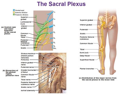 Life In Overdrive Peripheral Nervous Systems Spinal Nerves And Plexuses