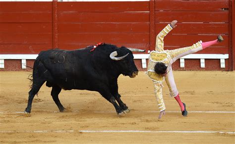 Matador Gored In Bum And Gets Lifted High During First Bullfight Of