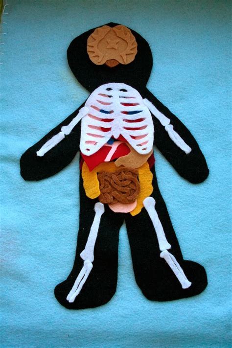 Human Body Bulletin Board For Kids Crafts Preschool Crafts