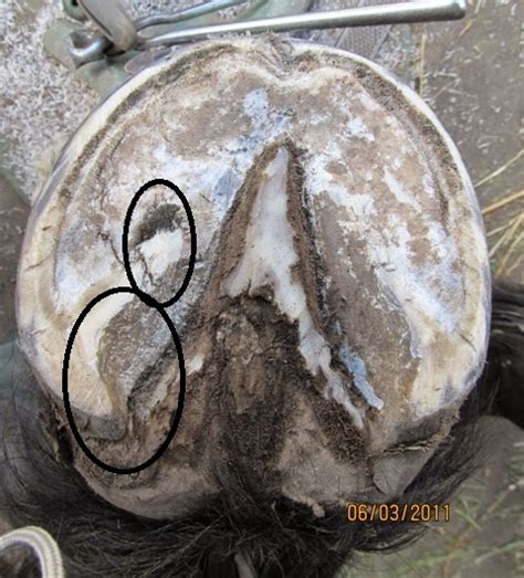 Rainier Equine Hoof Recovery Center The Truth About Hoof Abscesses