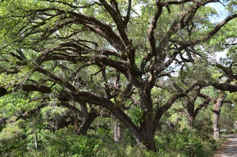 Live Oak South Florida Trees