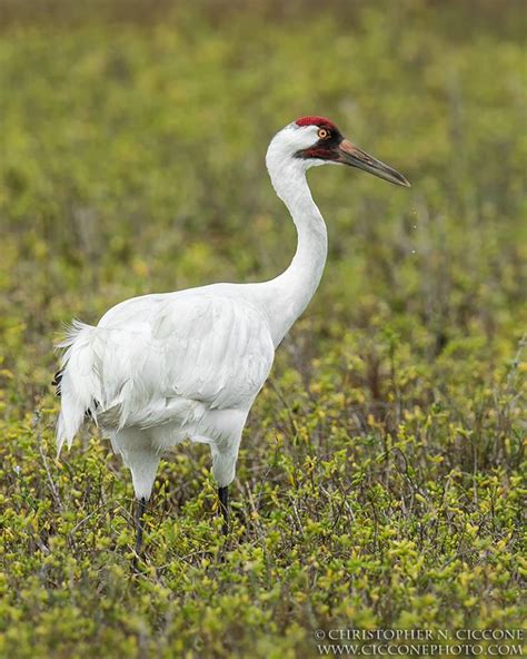 Top 25 Wild Birds Photographs Of The Week The Cranes National