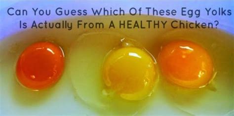 Which Of These Egg Yolks Is Healthy Useful Tips For Home