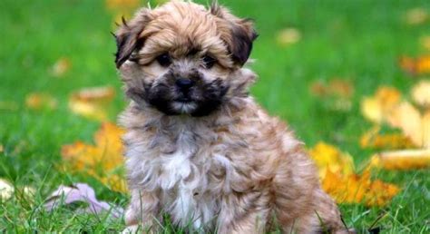 The yorkie poo temperament gives you a delightful mix of the best of the poodle and the yorkie breeds. Yorkie-Poo.Meet Ace a Puppy for Adoption.