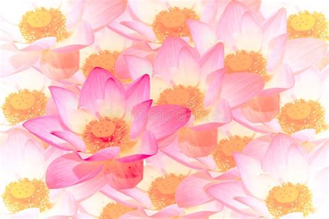 Abstract Background Of Lotus Flowers Stock Image Image Of Flower