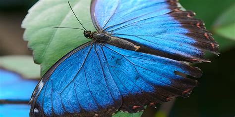 Fun Facts About The Blue Morpho Butterfly Telegraph