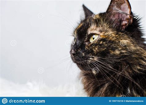 Profile Of Young Tortoiseshell Female Cat On Light Background Stock