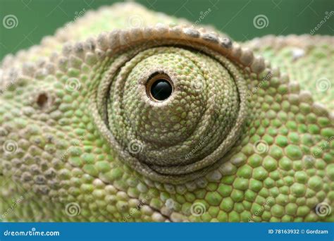Chameleon Eye Close Up Stock Photo Image Of Exotic Background 78163932