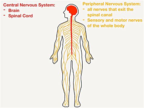 Human nervous system, system that conducts stimuli from sensory receptors to the brain and spinal cord and conducts impulses back to other body parts. nervous-system-diagram - Healthy By Nature