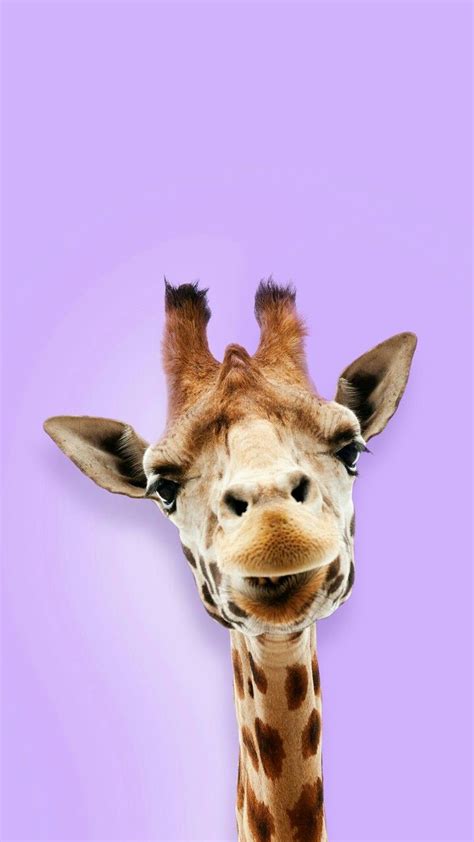 Pin By Ada Lowood On Karışık Animal Wallpaper Giraffe Cute Giraffe