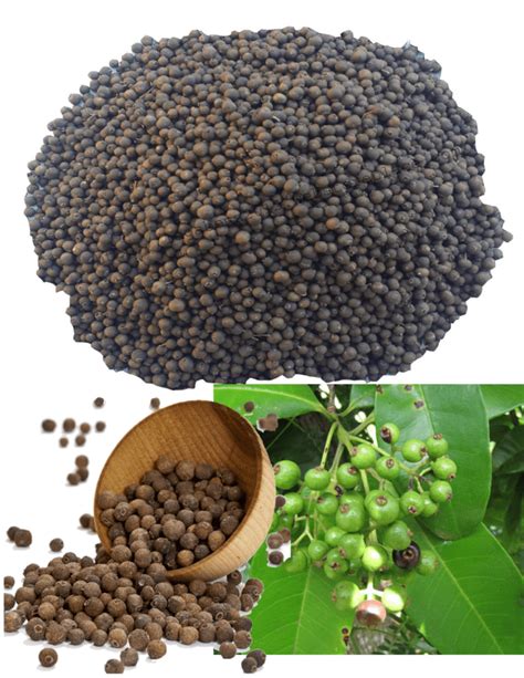 pimenta dioica allspice seeds dried organic bulk spices whole 16oz troy rhoden webstore