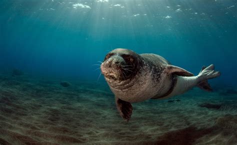 The Mediterranean Monk Seal Greece 2018 Marine Biology Projects