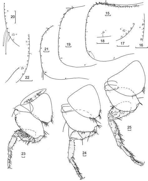 Heterolepisma Howense Womersley Specimen K541011 ♂ Unless Otherwise