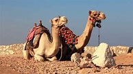 Egyptian Camels Video Stock Footage Stock Footage SBV-304821937 ...